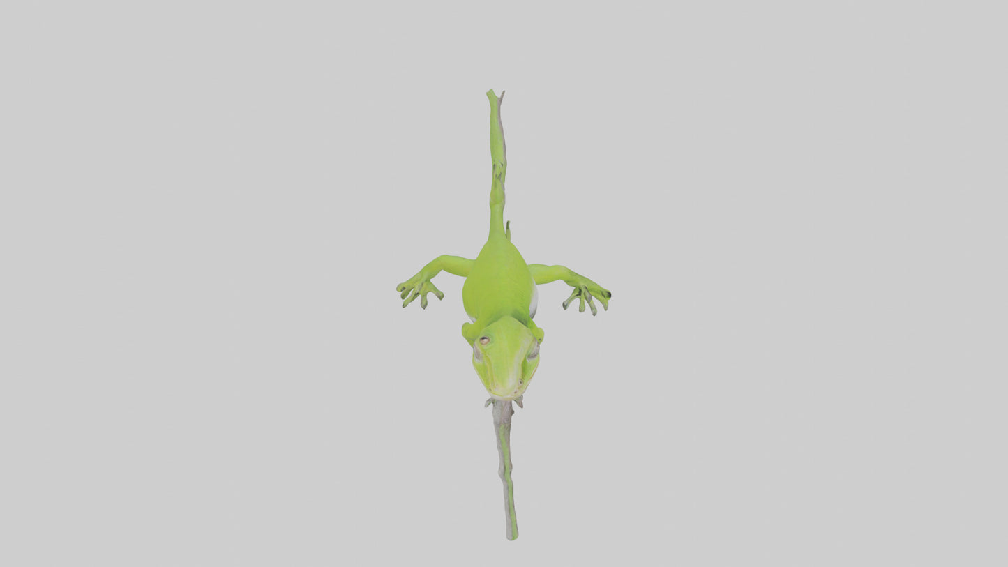 3D model Green Anole climbing model VR / AR / low-poly