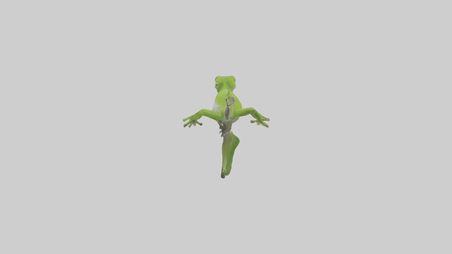 3D model Green Anole climbing model VR / AR / low-poly