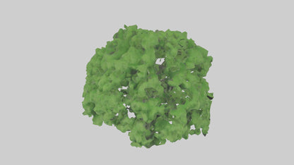 3D model Green Ash tree model VR / AR / low-poly