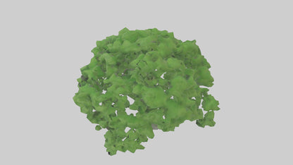 3D model Green Ash tree model VR / AR / low-poly