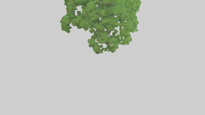 3D model Green Ash tree model VR / AR / low-poly