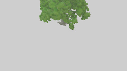 3D model Green Ash tree model VR / AR / low-poly