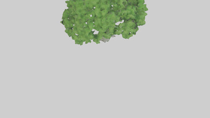 3D model Green Ash tree model VR / AR / low-poly