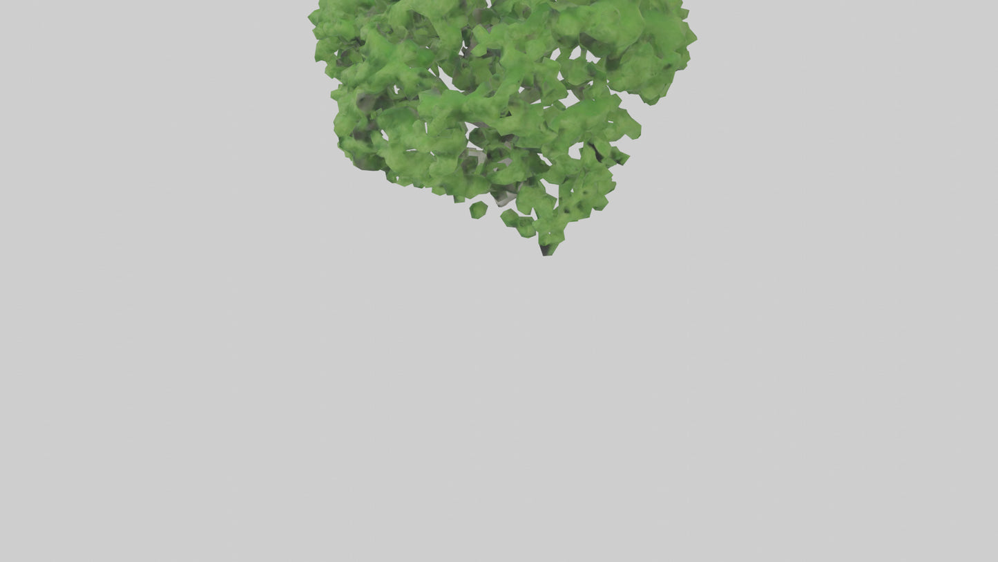 3D model Green Ash tree model VR / AR / low-poly