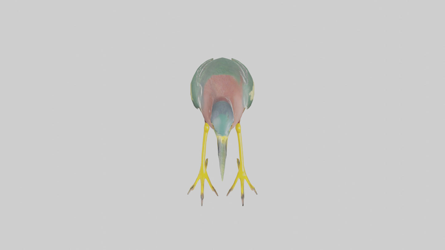 3D model Green Heron stalking model VR / AR / low-poly