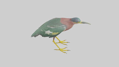 3D model Green Heron stalking model VR / AR / low-poly