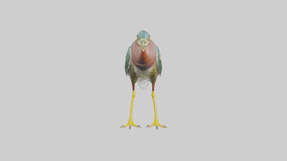 3D model Green Heron stalking model VR / AR / low-poly