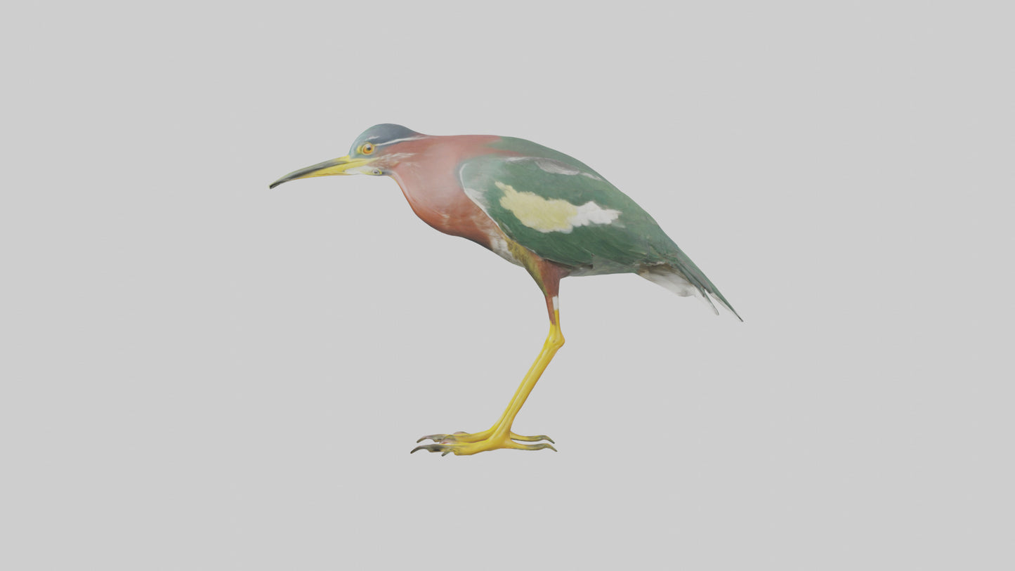 3D model Green Heron stalking model VR / AR / low-poly