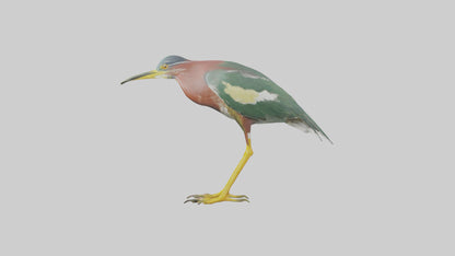 3D model Green Heron stalking model VR / AR / low-poly