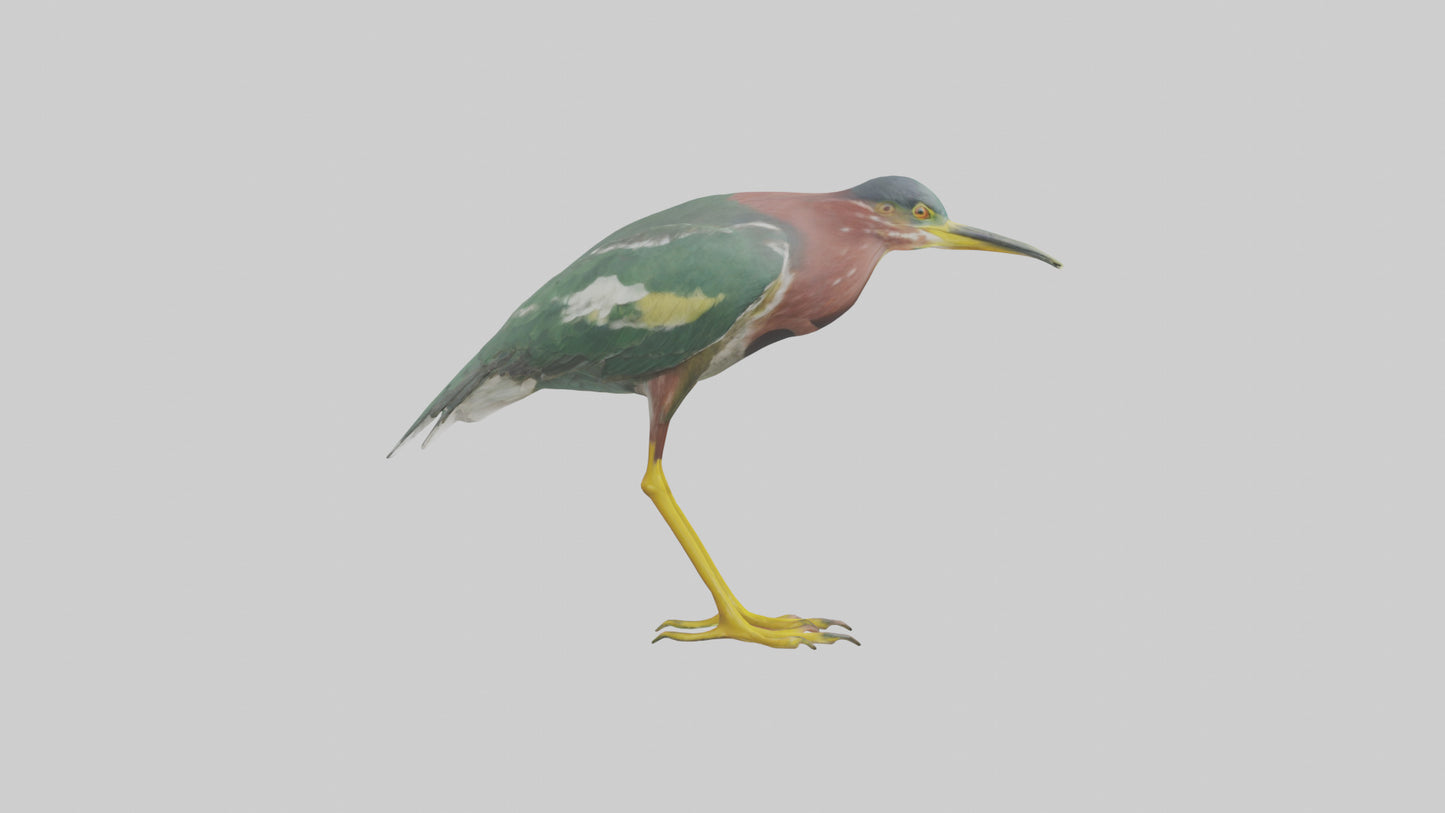 3D model Green Heron stalking model VR / AR / low-poly