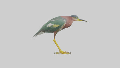 3D model Green Heron stalking model VR / AR / low-poly