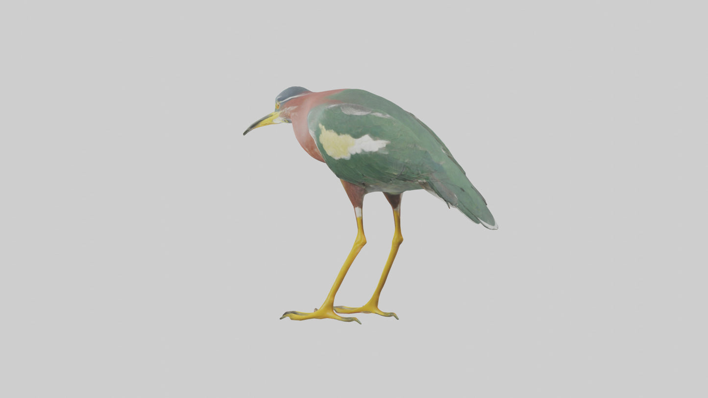 3D model Green Heron stalking model VR / AR / low-poly
