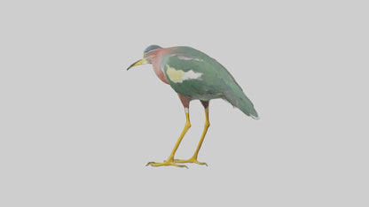 3D model Green Heron stalking model VR / AR / low-poly