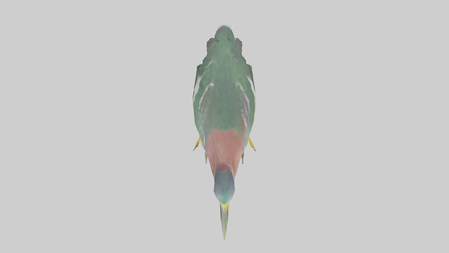 3D model Green Heron stalking model VR / AR / low-poly