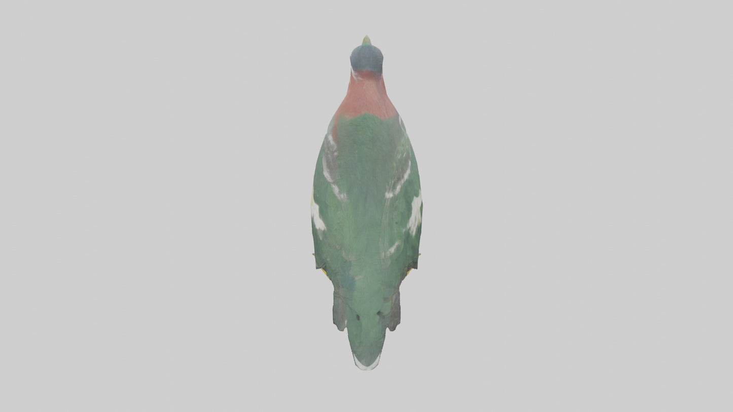 3D model Green Heron stalking model VR / AR / low-poly