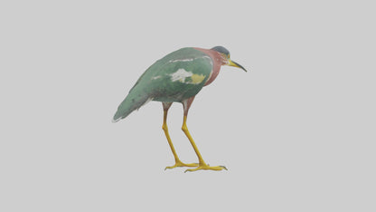 3D model Green Heron stalking model VR / AR / low-poly