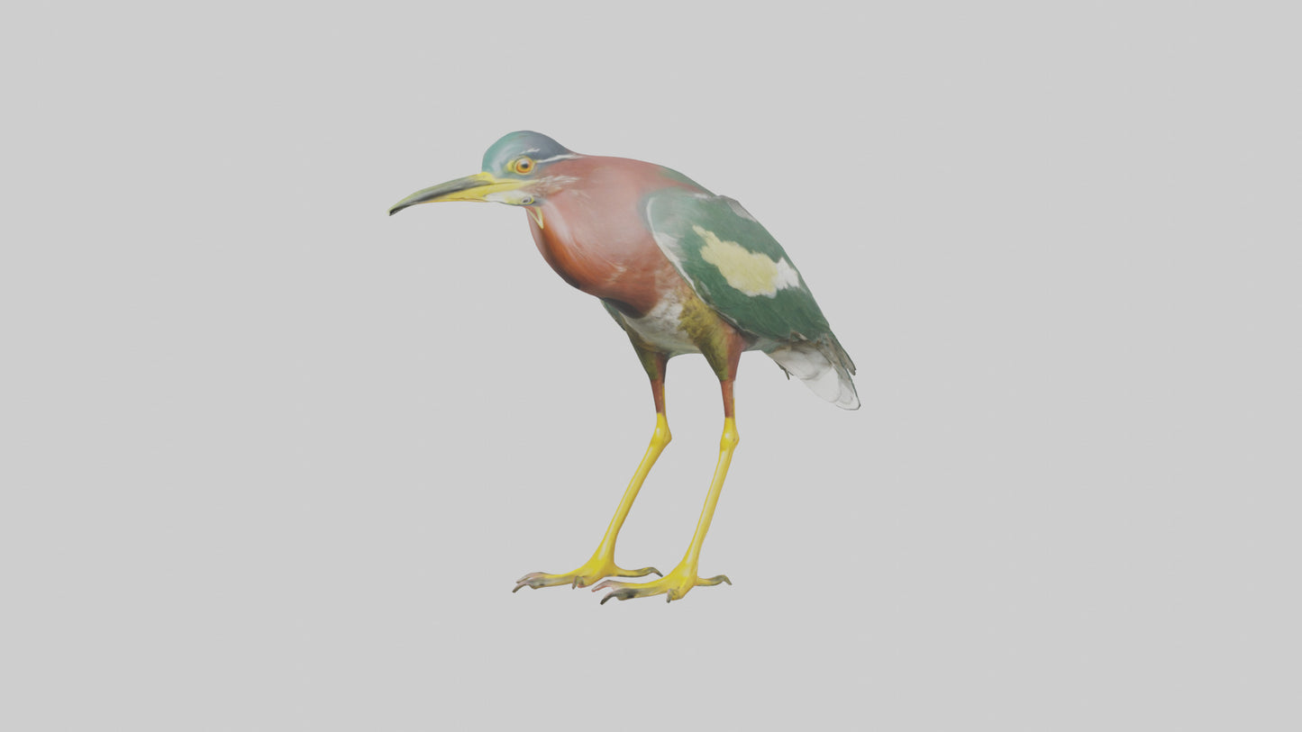 3D model Green Heron stalking model VR / AR / low-poly