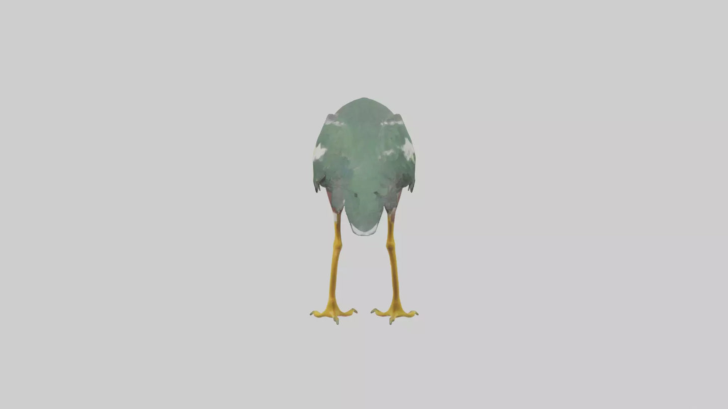 3D model Green Heron stalking model VR / AR / low-poly