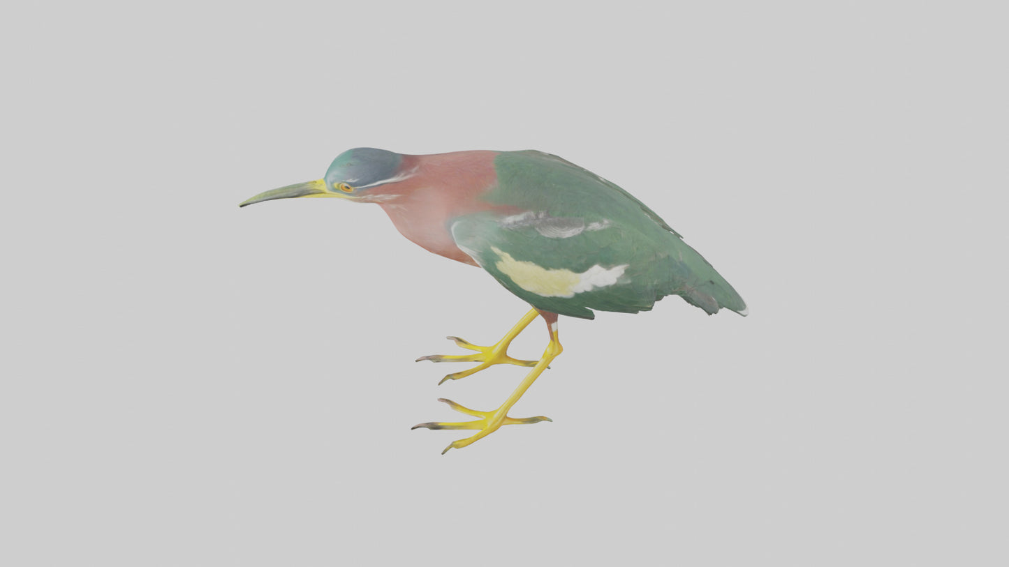3D model Green Heron stalking model VR / AR / low-poly
