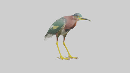 3D model Green Heron stalking model VR / AR / low-poly