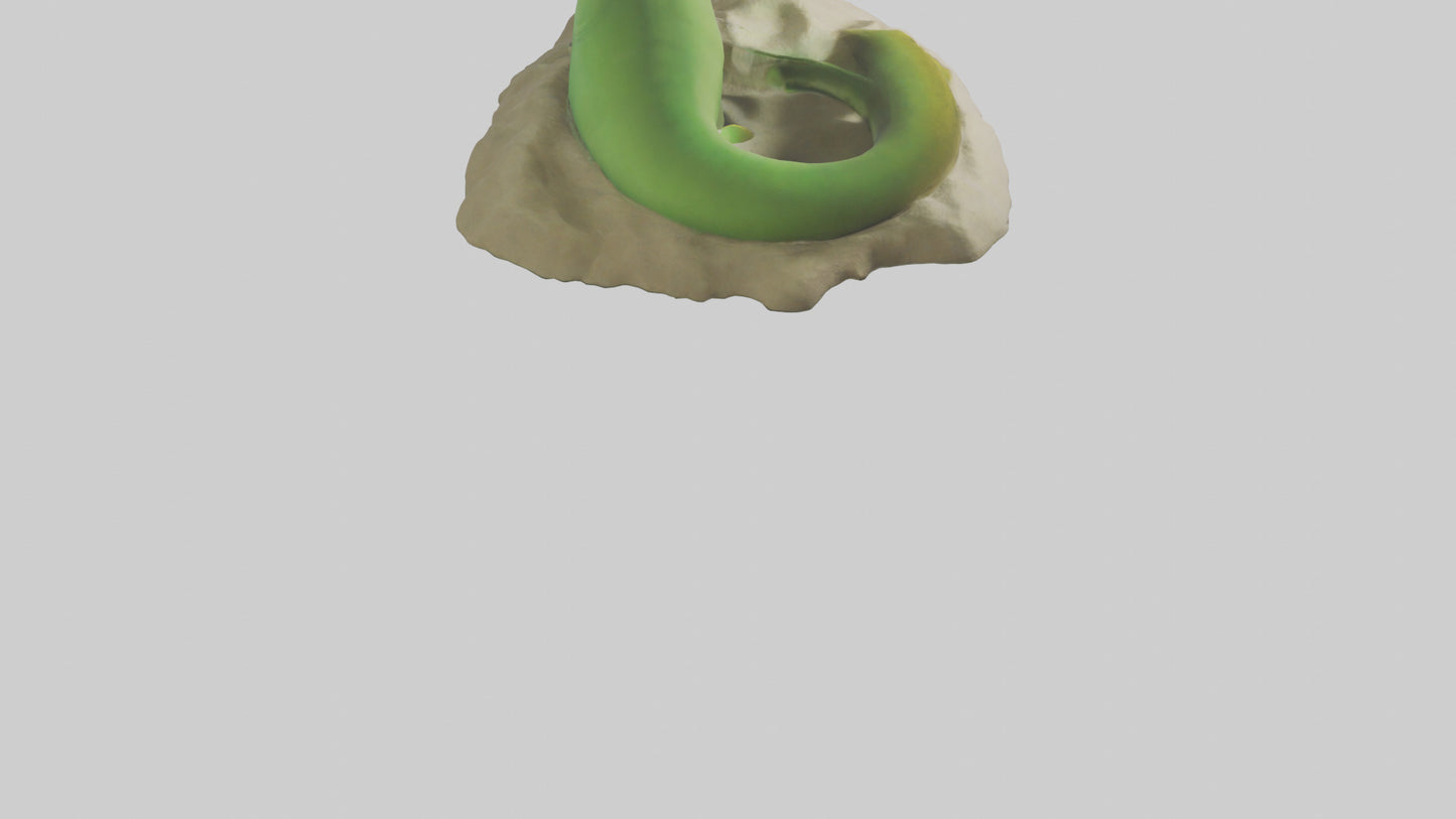3D model Green Moray Eel hiding model VR / AR / low-poly