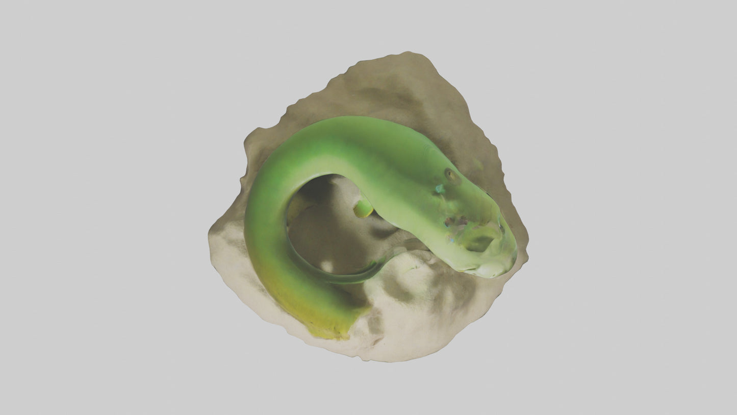 3D model Green Moray Eel hiding model VR / AR / low-poly