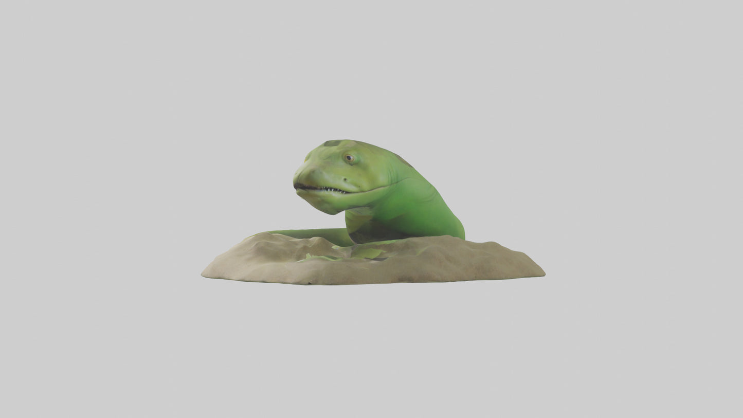 3D model Green Moray Eel hiding model VR / AR / low-poly