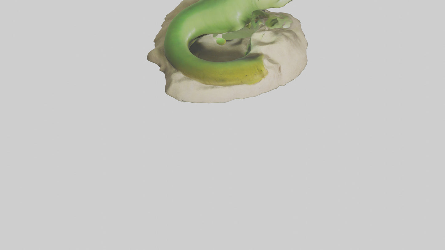 3D model Green Moray Eel hiding model VR / AR / low-poly