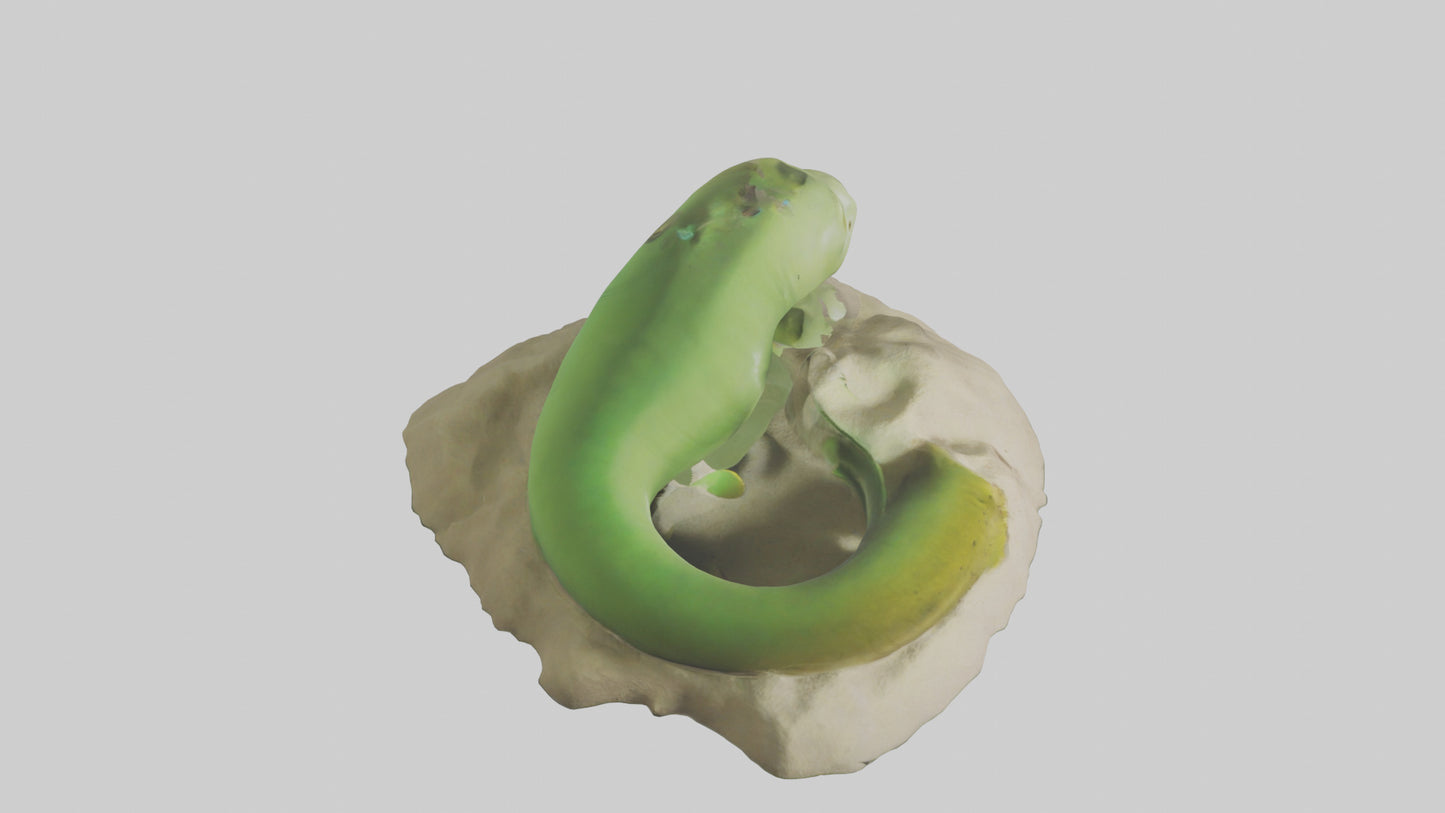 3D model Green Moray Eel hiding model VR / AR / low-poly
