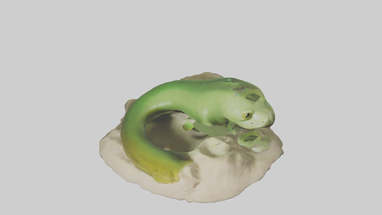 3D model Green Moray Eel hiding model VR / AR / low-poly