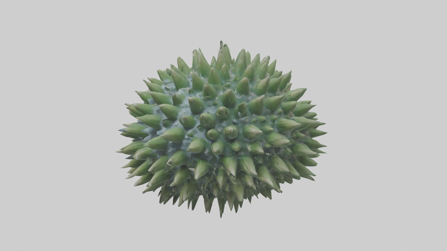 3D model Green Sea Urchin resting model VR / AR / low-poly