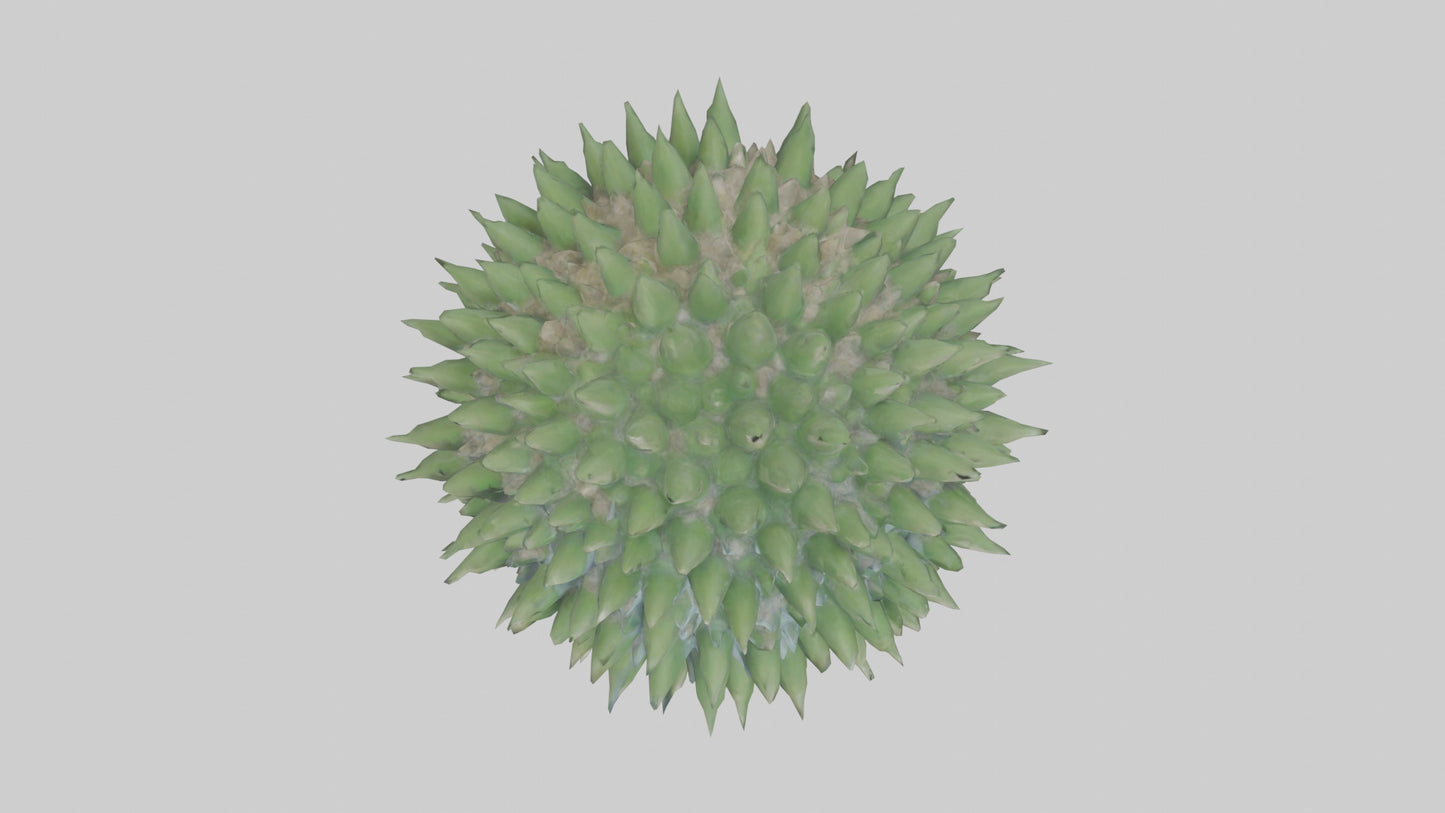 3D model Green Sea Urchin resting model VR / AR / low-poly