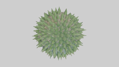 3D model Green Sea Urchin resting model VR / AR / low-poly