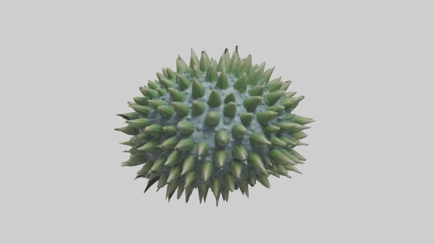 3D model Green Sea Urchin resting model VR / AR / low-poly