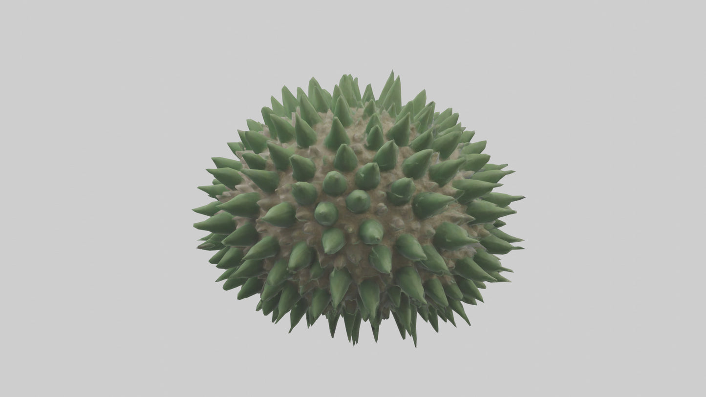 3D model Green Sea Urchin resting model VR / AR / low-poly