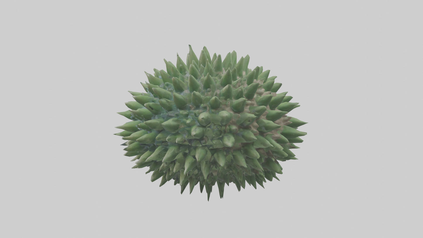 3D model Green Sea Urchin resting model VR / AR / low-poly