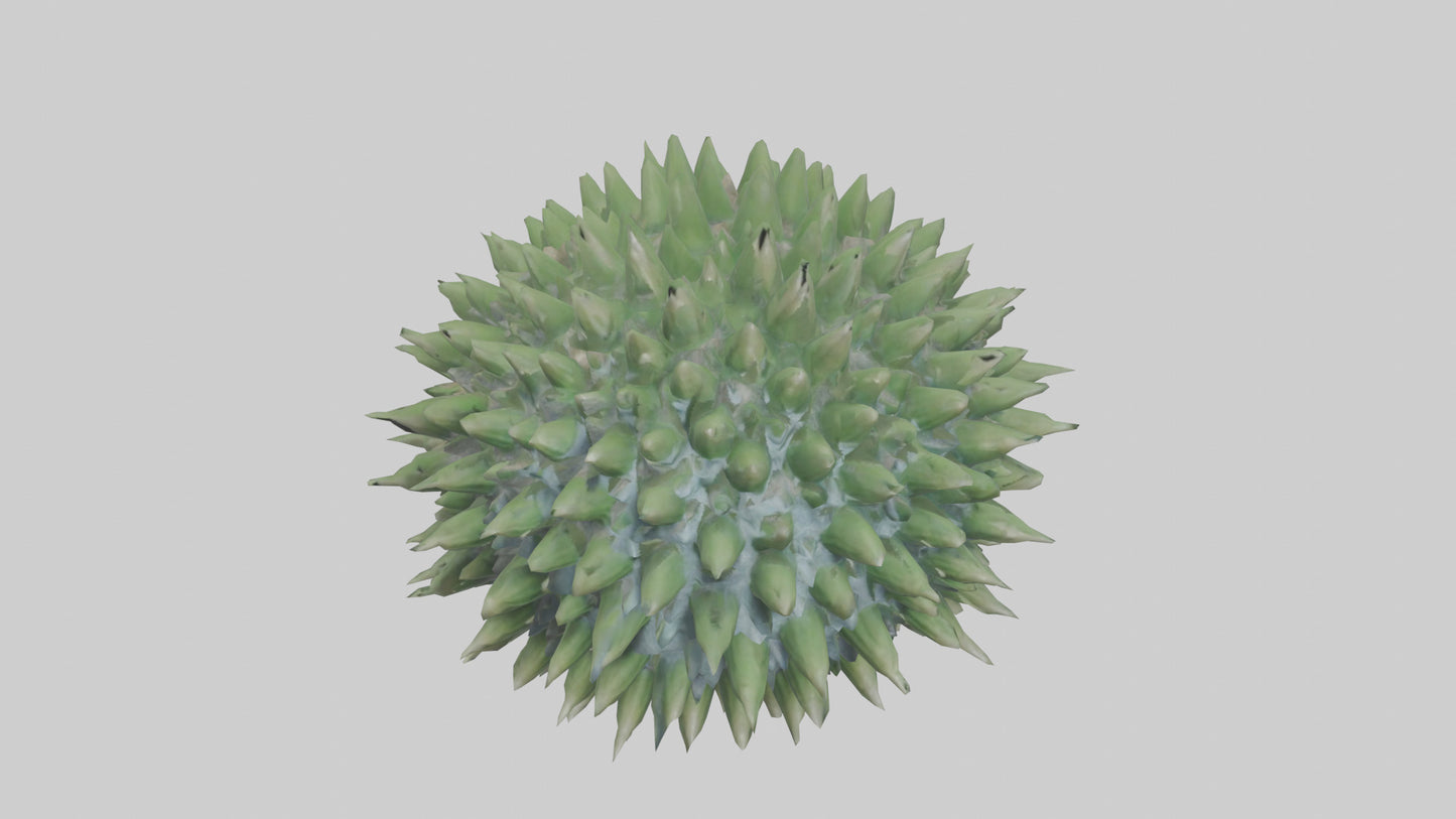 3D model Green Sea Urchin resting model VR / AR / low-poly