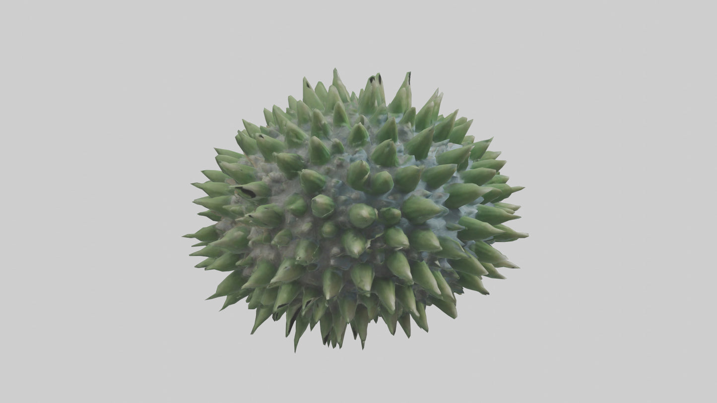 3D model Green Sea Urchin resting model VR / AR / low-poly