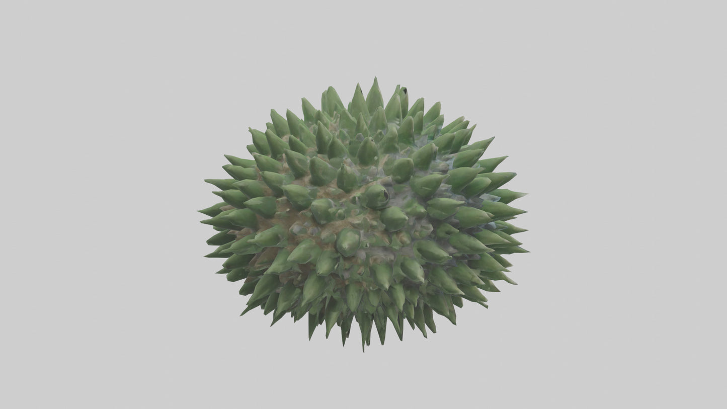 3D model Green Sea Urchin resting model VR / AR / low-poly