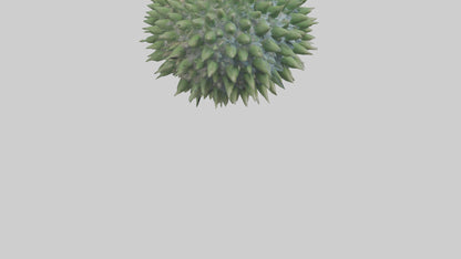 3D model Green Sea Urchin resting model VR / AR / low-poly