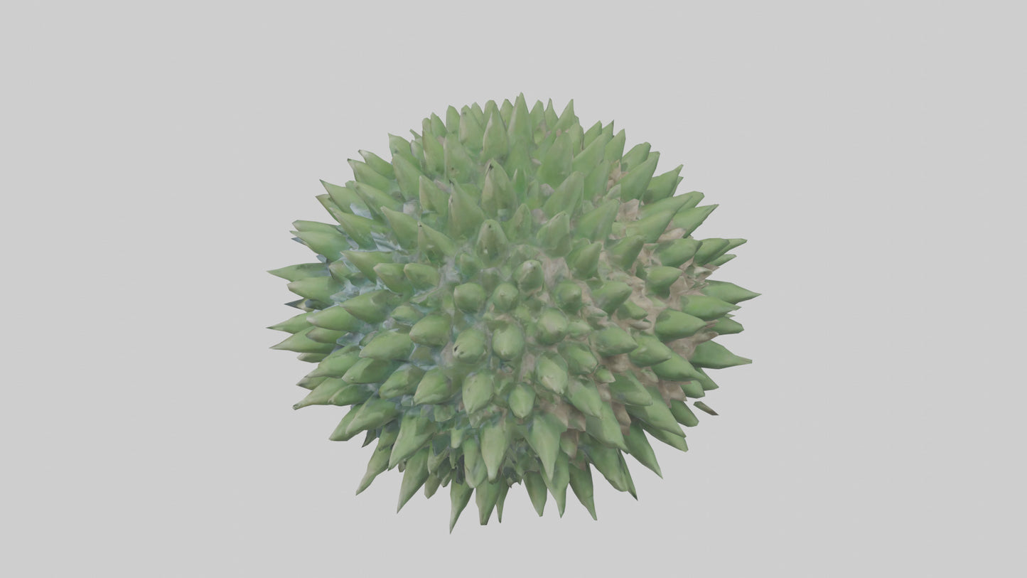 3D model Green Sea Urchin resting model VR / AR / low-poly