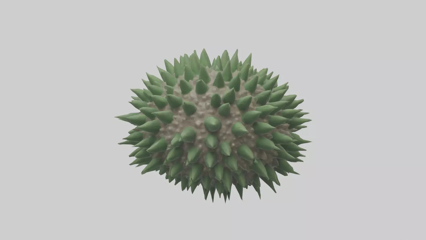 3D model Green Sea Urchin resting model VR / AR / low-poly