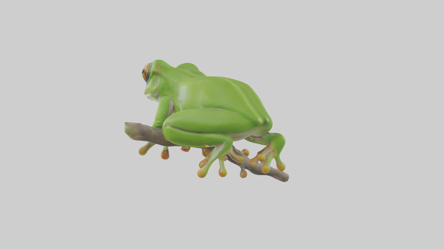 3D model Green Tree Frog sitting model VR / AR / low-poly