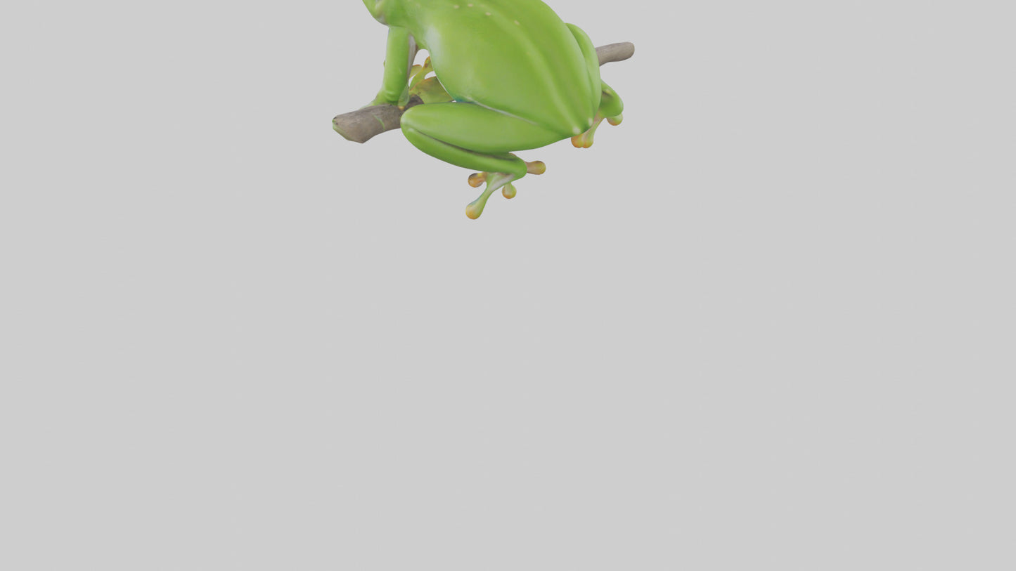 3D model Green Tree Frog sitting model VR / AR / low-poly