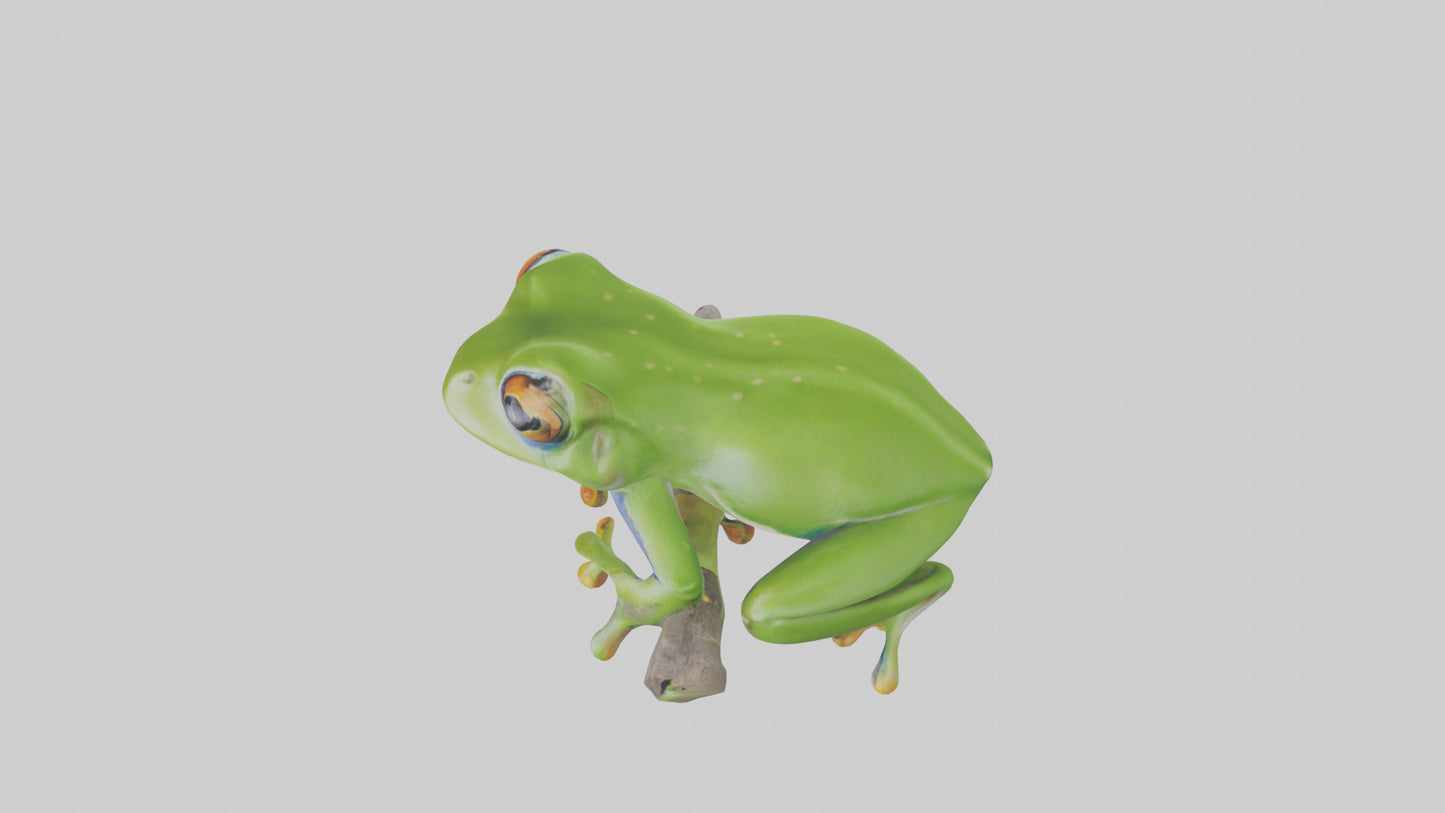 3D model Green Tree Frog sitting model VR / AR / low-poly