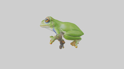 3D model Green Tree Frog sitting model VR / AR / low-poly