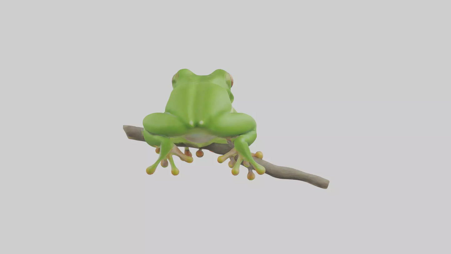 3D model Green Tree Frog sitting model VR / AR / low-poly
