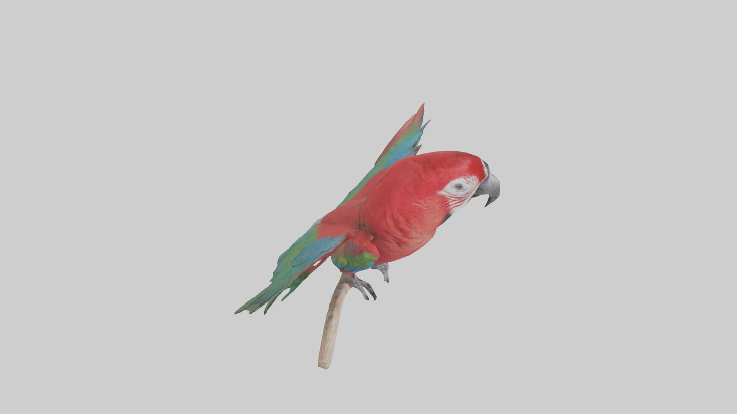 Greenwinged Macaw perched model VR / AR / low-poly
