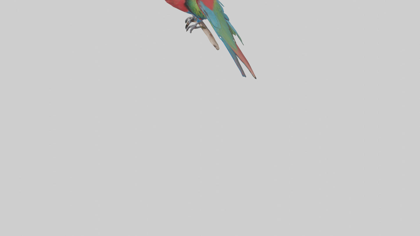 Greenwinged Macaw perched model VR / AR / low-poly