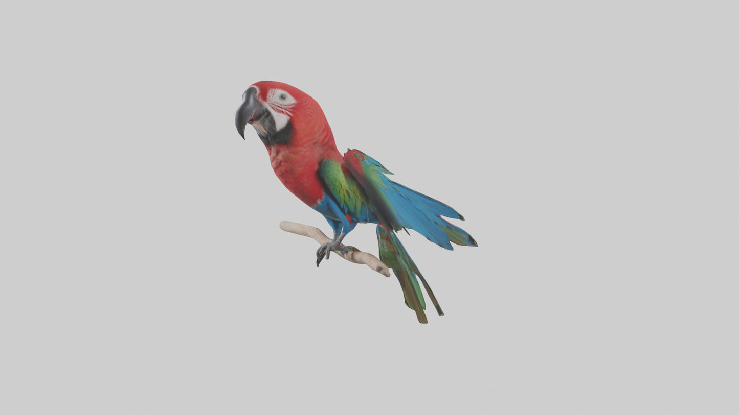 Greenwinged Macaw perched model VR / AR / low-poly